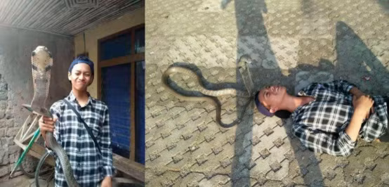 Không chỉ chơi đùa, để rắn hổ mang bò lên người, cậu thiếu niên còn hôn môi với nó.