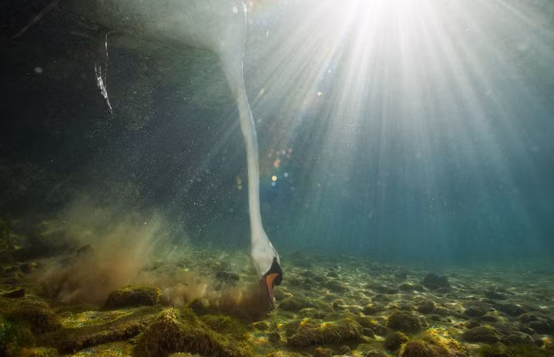 Mới đây, nhiếp ảnh gia Cyril Ruoso công bố những bức ảnh ghi lại khoảnh khắc thiên nga săn mồi dưới nước, gây sự chú ý rất lớn bởi góc nhìn mới mẻ, đầy cảm hứng.