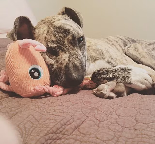 Squish được tiêm kháng sinh và giảm đau, gửi đến trung tâm thú y.