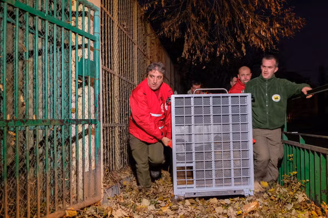 Lúc này, Gechev đã hiểu được tình hình, tất cả những con sư tử sống tại sở thú địa ngục này đều bị tổn thương cả về thể chất và tinh thần. Đáng nói, cho dù có bị bỏ đói dài ngày hay bị bệnh tật hành hạ, đại gia đình sư tử vẫn luôn bên nhau, sống chết không rời.