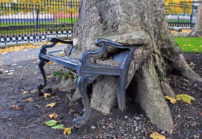 Bộ rễ to khỏe của cây cổ thụ trong công viên gần như đã nuốt chửng chiếc ghế sắt.