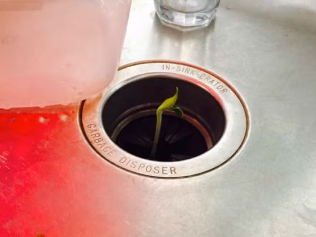 Hạt giống bị bỏ quên trong bồn rửa không chịu thối rữa mà vươn những mầm xanh, chứng minh sức sống mãnh liệt của mình.