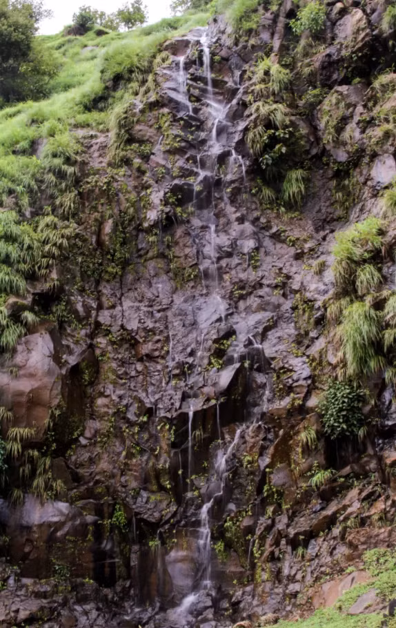 Để ngăn không cho nòng nọc giãy dụa, con nhện tiêm nọc độc vào cơ thể con mồi. Đợi đến khi nòng nọc không còn phản kháng được, con nhện mới nhanh nhẹn kéo xác con mồi đến nơi trú ẩn của mình và nhấm nháp. Trong ảnh là địa điểm nơi các nhà khoa học phát hiện cảnh tượng nhện săn giết nòng nọc. 