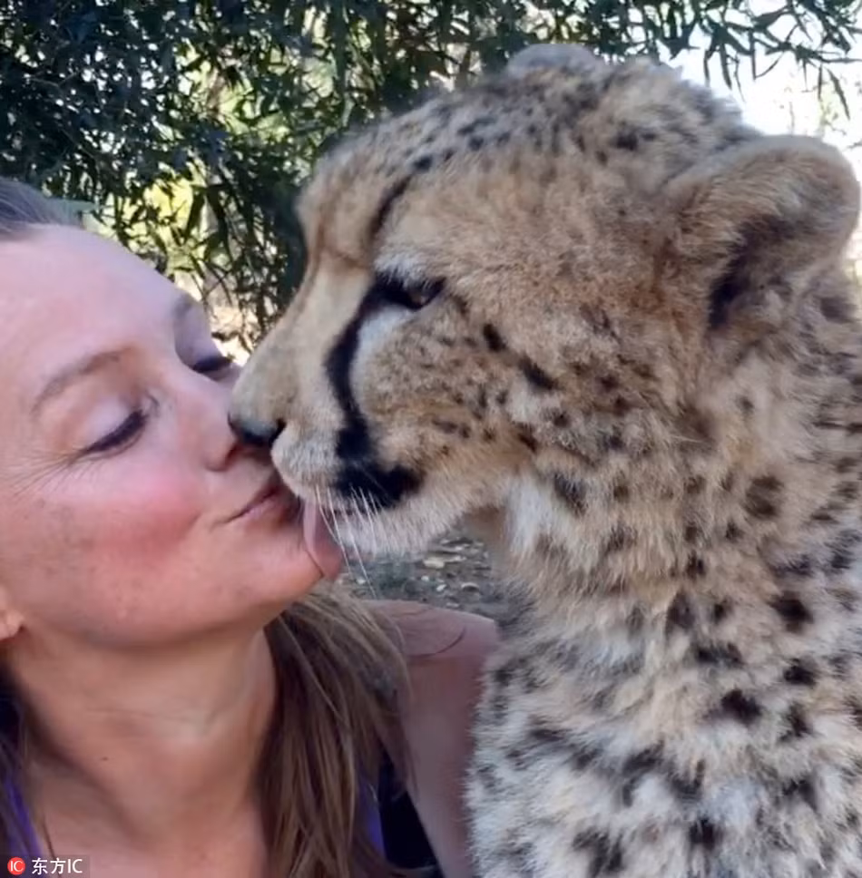 Hai con báo đốm bị mẹ bỏ rơi từ khi mới lọt lòng. May mắn, chúng được phát hiện kịp thời và được đưa về trung tâm để nuôi dưỡng.