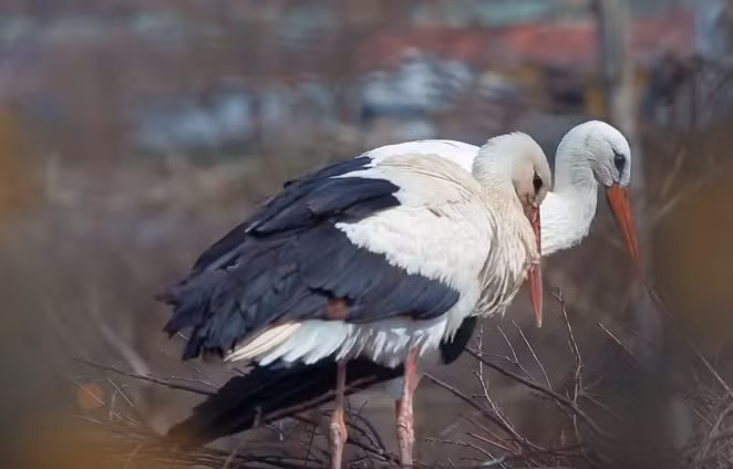 Gần 20 năm trước, Malena bị thương bởi một người thợ săn. Kể từ đó, Malena không thể tham gia hành trình bay dài tới 8000 dặm hàng năm về phương nam tránh rét cùng Klepetan.