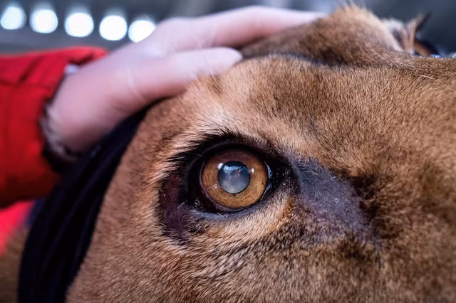 Ngay sau đó, anh liên lạc với các tổ chức cứu trợ động vật, họ triển khai kế hoạch nhanh chóng, đưa những con sư tử thoát khỏi sở thú, đến nơi có điều kiện y tế tốt hơn để điều trị.