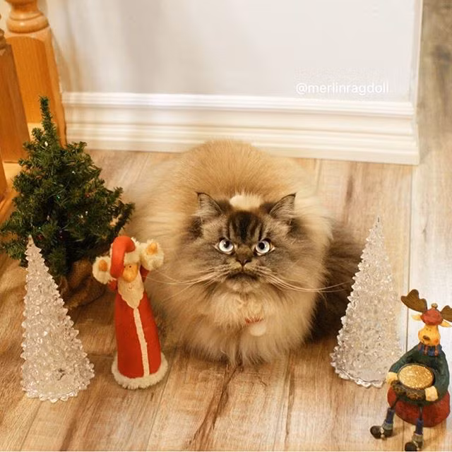Sắp tới lễ Giáng sinh, cũng như bao con mèo khác, Merlin phấn khích với không khí lễ hội.