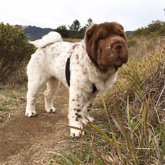 Thế nhưng thực chất, đây là một chú chó rất vui vẻ và ưa khám phá.