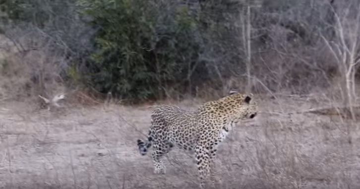 Sau khi hồi phục lại tinh thần, báo hoa mai cảnh giác đảo vòng quanh và phát hiện linh cẩu phía xa. Nó nhẹ nhàng áp sát để thăm dò nhưng vẫn không xông lên cướp lại con mồi mà mình đã vất vả săn được.