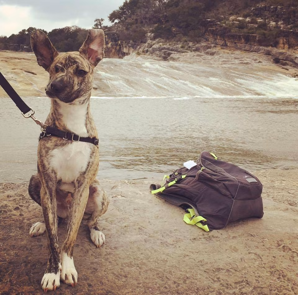 Squish được nữ bác sĩ thú y Eileen Heldmann thực hiện phẫu thuật.