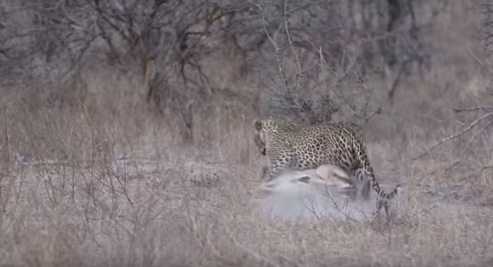 Theo quan sát của người quay phim, thời điểm con báo hoa mai săn được một con linh dương trưởng thành, nó đã khá mệt. Săn được mồi, báo hoa mai muốn tha con mồi lên cành cây cao cho an toàn.