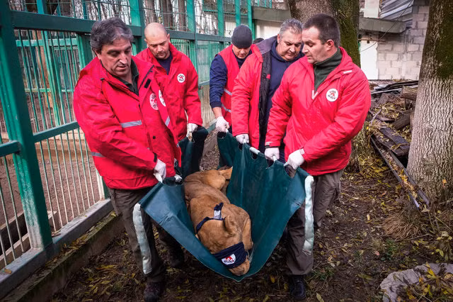 Thấy thế, Gechev bày tỏ đề nghị đưa chú sư tử Ivan-Asen ra ngoài với những con sư tử khác. Nhân viên vườn thú nghe theo, thả Ivan-Asen về với gia đình. Ngay lập tức, cha mẹ của chú sư tử chạy tới âu yếm, thân cận con mình như để an ủi.