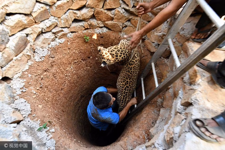 Các nhân viên kiểm lâm và bác sĩ thú y được cử đến hiện trường. Tiếp cận hiện trường, nhận thấy giếng cạn khá sâu, con báo rất hung dữ, khó tiếp cận, họ bắn thuốc tê liều nhẹ, làm con báo tê liệt hoàn toàn tứ chi rồi mới tiến hành giải cứu.