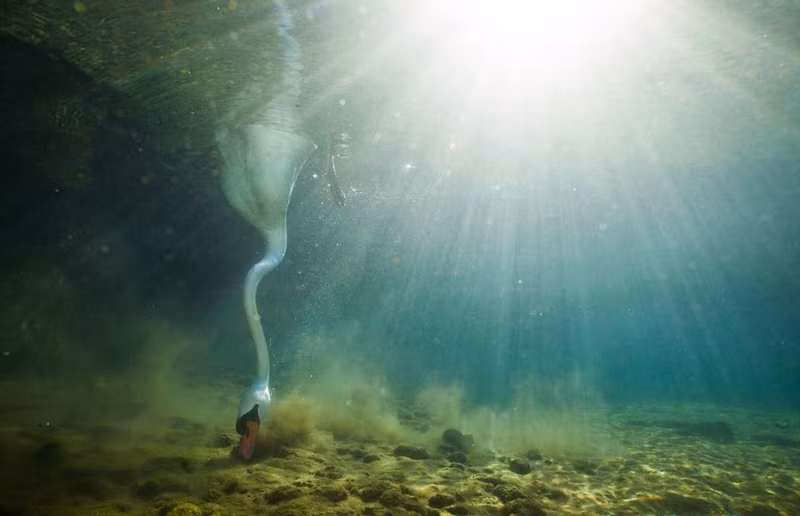 Theo thông tin đăng tải, nhiếp ảnh gia Cyril Ruoso ghi lại những hình ảnh thiên nga săn mồi đầy kỳ ảo này ở khu vực hồ nước hoang dã thuộc vùng Bourgogne, Pháp.