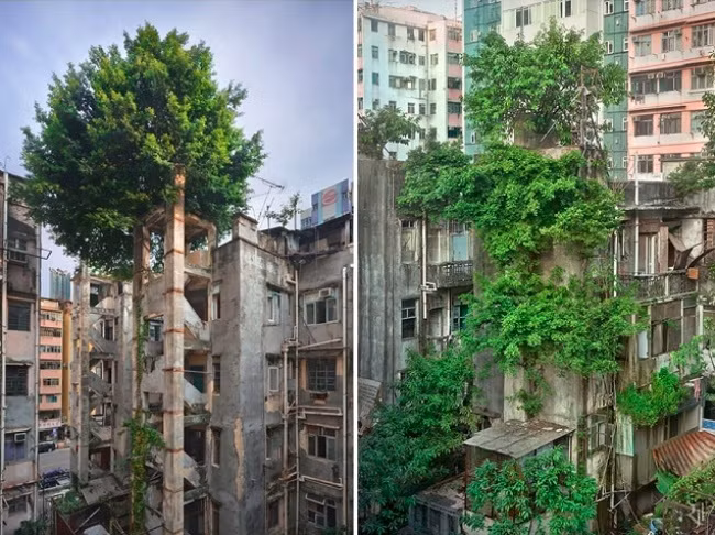 Khu dân cư cũ bị bỏ hoang tại Hồng Kông sắp được phủ xanh bởi cây cối mọc hoang.