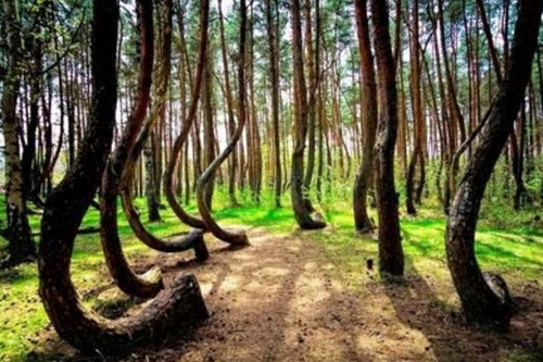 Rừng cây ma thuật. Được trồng vào năm 1930, rừng cây lạ lùng này có 400 cây thông tự động uốn cong về phía Bắc. Cho đến nay vẫn không ai biết tại sao điều đó lại xảy ra.