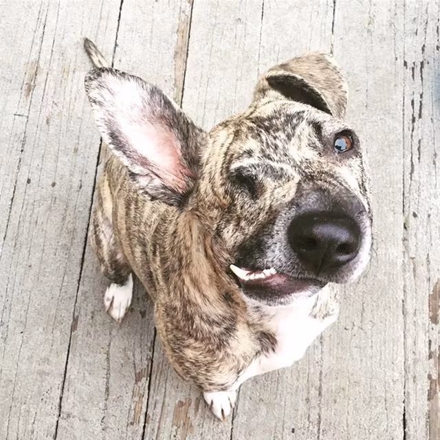 Trước khi gặp gỡ Squish, cô Danielle vừa mất đi chú chó cưng lớn tuổi, sự xuất hiện của Squish an ủi cô rất nhiều, giúp cô chữa lành nỗi đau do mất đi người bạn động vật thân thiết.