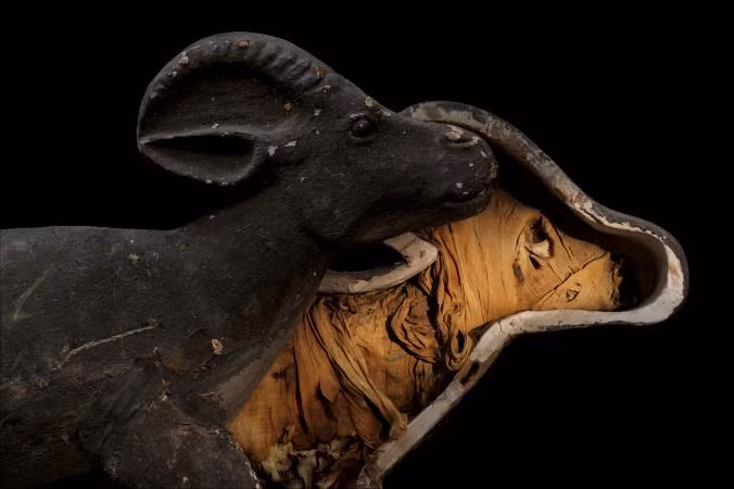 Một con linh dương Gazelle của nữ hoàng Ai Cập đã được ướp xác như một thành viên trong gia đình hoàng gia. Xác linh dương được chôn cùng nữ chủ nhân vào khoảng năm 945 TCN.