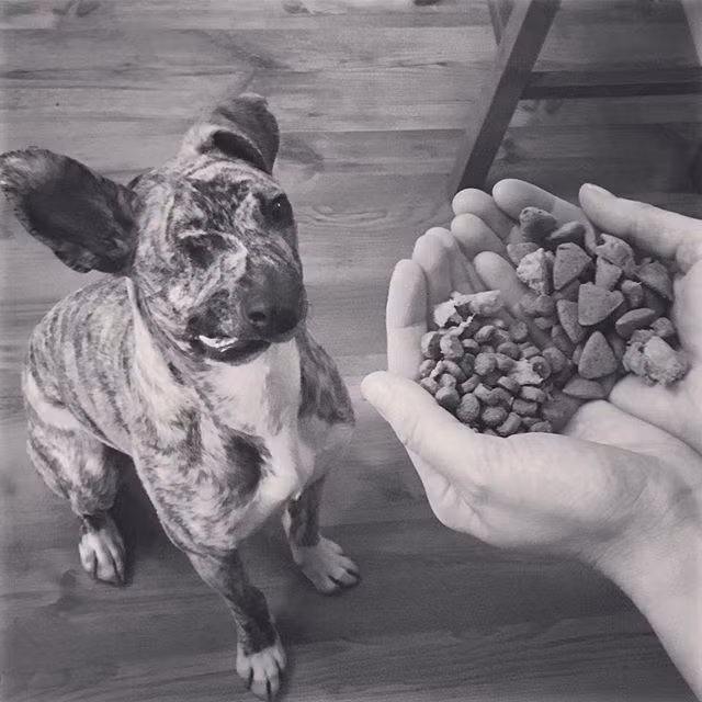 Squish rất yêu cuộc sống, khát khao được tồn tại. Các bác sĩ xác định vết thương của chú chó bị bỏ rơi là do một động vật nhiễm bệnh gây nên.