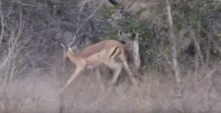 Quá vội vã, báo hoa mai chưa giết linh dương chết hoàn toàn mà đã tha đi. Điều này khiến con mồi giãy chết rất mạnh, tiêu hao sức lực của báo hoa mai. 