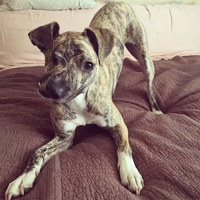 Lúc đầu, Squish hồi phục khá tốt. Tuy nhiên càng lớn, Squish càng gặp nhiều vấn đề.