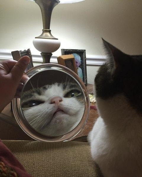 Sốc trước khuôn mặt phóng đại của mình, mèo cưng ngây như phỗng.