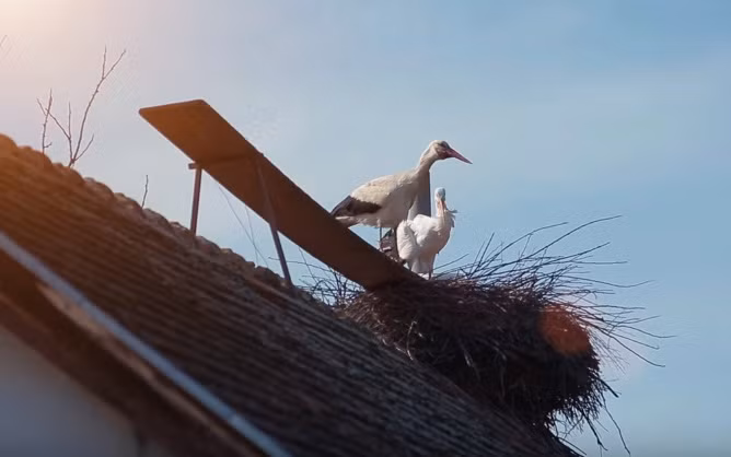 Cứ vào tháng Tám hàng năm, chú cò đực Klepetan sẽ bay tới Nam Phi, để lại vợ là cò Malena trong căn nhà ấm cúng nằm trên một mái nhà trong ngôi làng nhỏ ở Croatia. Khi chồng bay đi, Malena vẫn ở lại tổ ấm của mình trong suốt những tháng mùa thu và mùa đông buốt lạnh.