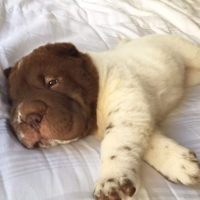 Hiện Boe có gần 20.000 người hâm mộ trên trang Instagram cá nhân của mình, là chú chó nổi tiếng trên mạng xã hội.