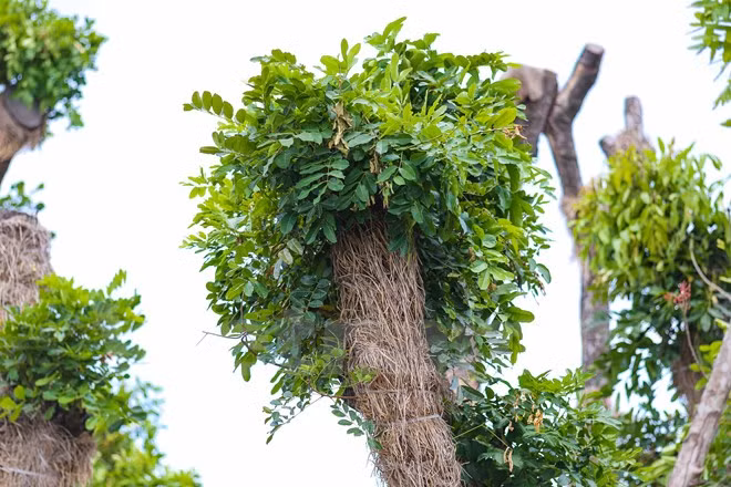 Tại những vết cắt cành cây đã ra lá xanh tươi tốt. (Ảnh: Minh Sơn/Vietnam+)