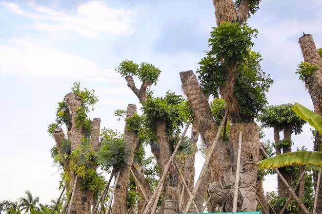 Trong đợt nắng nóng kỷ lục tại miền Bắc vừa qua, 100% cây được tưới vào những lúc mát. Buổi sáng các nhân viên chăm sóc tưới cho cây từ 4 giờ -7 giờ 30, buổi chiều từ 18 giờ đến 20 giờ 30. (Ảnh: Minh Sơn/Vietnam+)