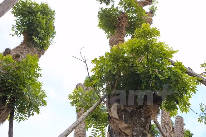 Dự kiến trong thời gian tới, một số cây xà cừ bên đường Phạm Văn Đồng cũng sẽ được di dời để chăm sóc chứ không chặt hạ. (Ảnh: Minh Sơn/Vietnam+)