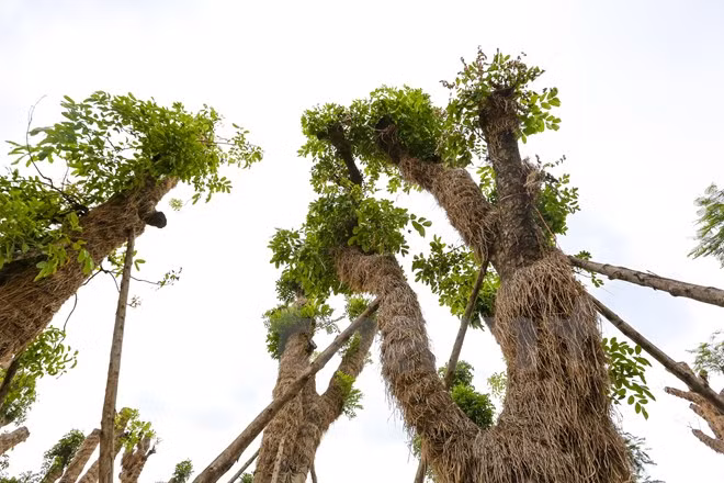 Vườn ươm này hứa hẹn sẽ là nơi 'hồi sinh' cho toàn bộ những cây xanh được di dời của Hà Nội. (Ảnh: Minh Sơn/Vietnam+)