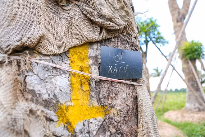 Dự kiến, sau một năm từ lúc chuyển về vườn ươm, đơn vị chăm sóc sẽ trả lại cho thành phố để thực hiện các dự án quy hoạch. (Ảnh: Minh Sơn/Vietnam