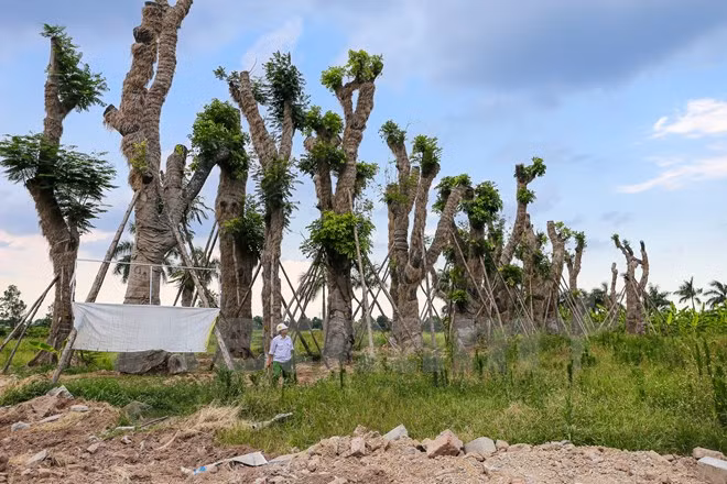 Hang cay xa cu Kim Ma “hoi sinh” manh me sau 7 thang di doi-Hinh-2