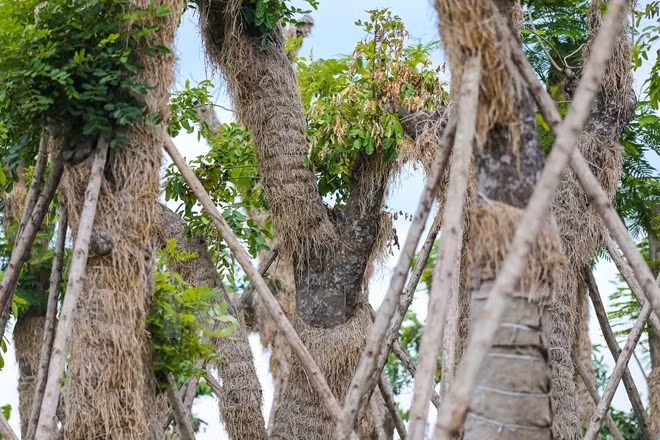 Sau khi chuyển về vườn ươm, các nhân viên đã phải tiến hành che chắn thân cây bằng rơm cũng như những vỏ bao tải cùng với chất mùn để giữ ẩm, tránh mất hơi nước, bảo vệ khỏi các tia bức xạ mặt trời, cách ly nhiệt độ môi trường và giữ nhiệt độ cho thân cây. (Ảnh: Minh Sơn/Vietnam+)