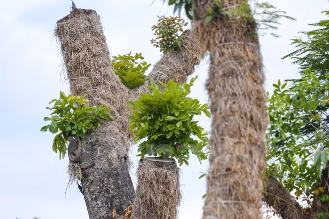 Việc tưới tắm cho cây được đặt lên hàng đầu và tuân thủ quy trình nghiêm ngặt. Cây không chỉ được tưới mà còn được tắm để cành lá sạch sẽ, chống sâu bệnh, giữ được độ ẩm cho cây. (Ảnh: Minh Sơn/Vietnam+)