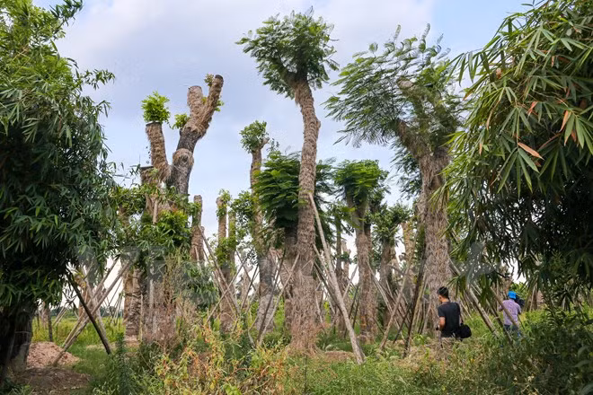 Trong hơn 100 cây chuyển về vườn ươm, có tổng cộng 34 cây xà cừ và hơn 70 cây bao gồm: phượng, bằng lăng, hoa sữa… Hiện 101/104 cây đang 'hồi sinh' và phát triển rất tốt. (Ảnh: Minh Sơn/Vietnam+)