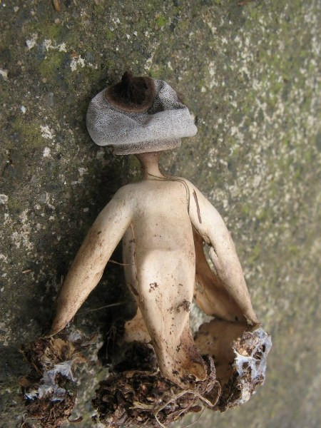 Loài nấm có tên khoa học là nấm Geastrum britannicum khiến nhiều người "lạnh gáy" khi nhìn thấy bởi vẻ ngoài ma mị, giống như một "hình nhân thế mạng" gồm đủ cả đầu, chân, tay.