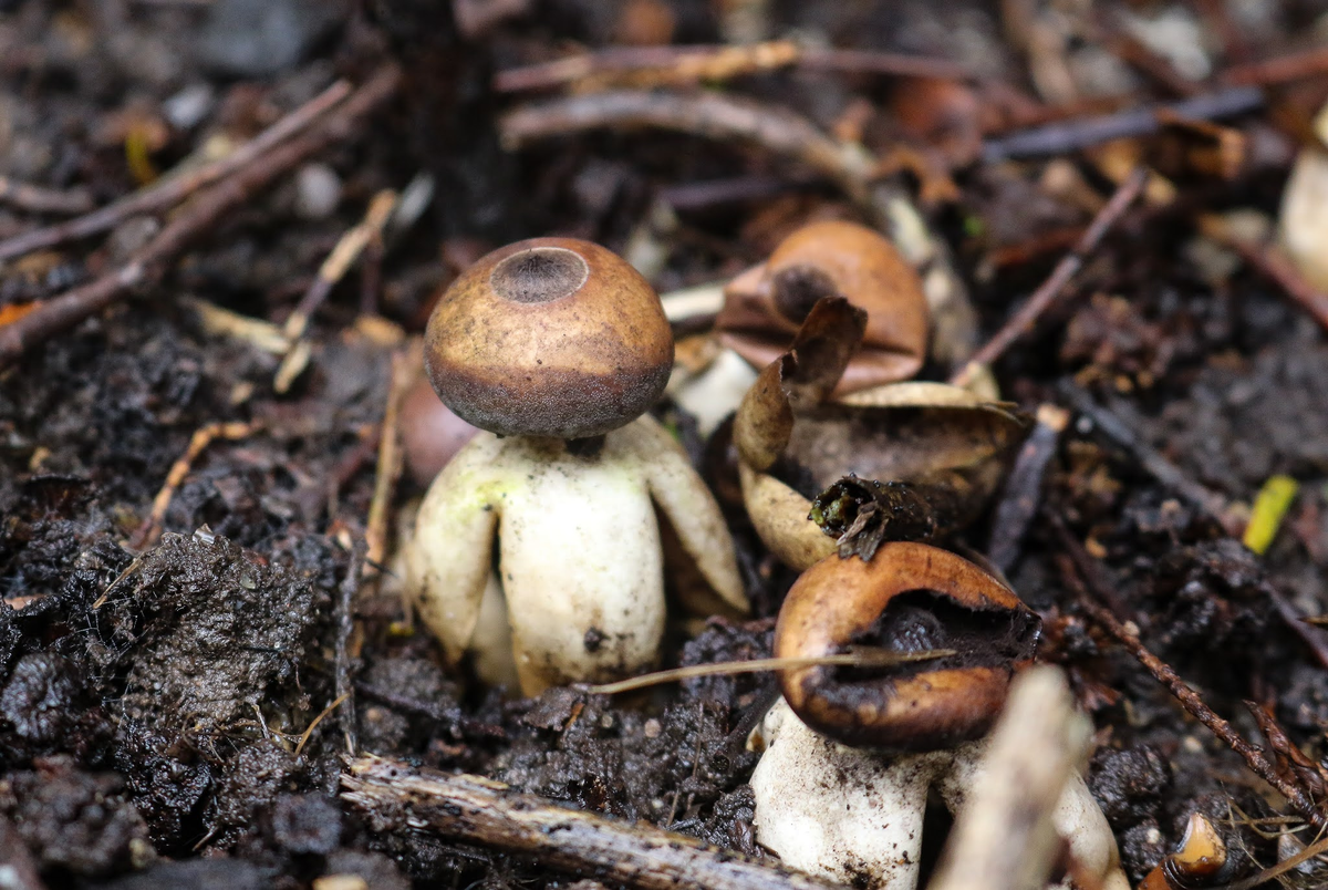 Có hình dáng thu hút, nhưng đây lại là một loài nấm độc.