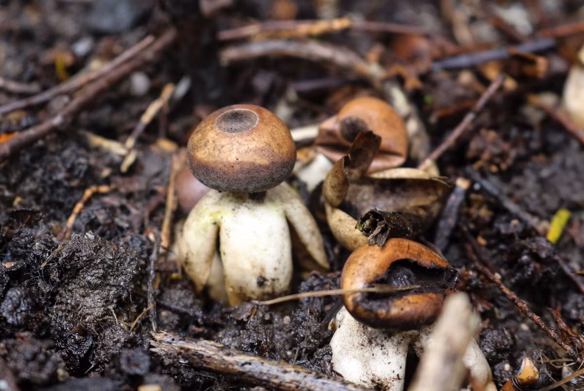 Có hình dáng thu hút, nhưng đây lại là một loài nấm độc.