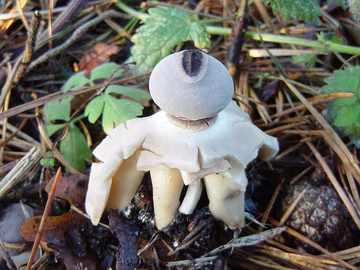 Sau 15 năm, các nhà nghiên cứu nấm tại Tây Ban Nha đã thực hiện phân tích DNA và xác nhận, đây là một loài nấm hoàn toàn mới.