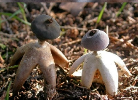 Các chuyên gia cũng lên tiếng cảnh báo các du khách có thói quen cắm trại trong rừng không nên hái và ăn nấm này