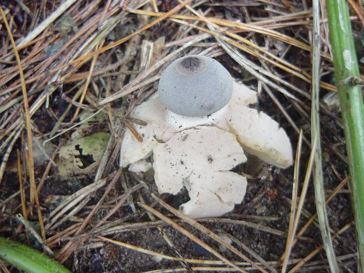 Jonathan, người hiện đang điều hành trang web chuyên về nấm, chia sẻ: “Tôi thấy rất tuyệt vời khi mình tìm ra loại nấm mới. Tôi thường quay lại đây hàng năm để làm tour du lịch”.