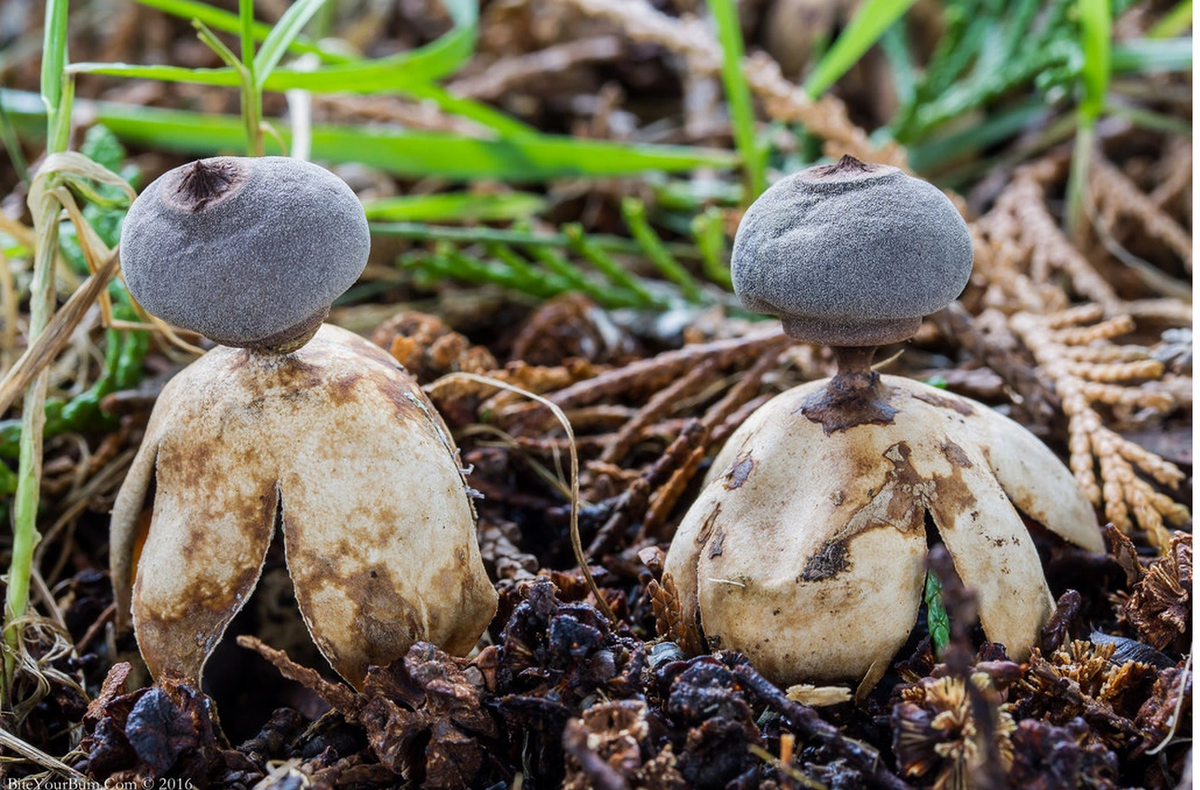 Kể từ khi Jonathan tìm ra nấm , đã có ba mẫu vật được tìm thấy tại Norfolk. Ngoài ra, tại khu vực Hampshire và Welsh Borders cũng phát hiện có giống nấm kỳ lạ này.