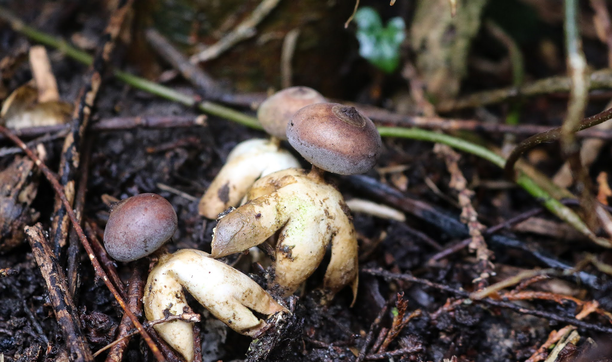 Kể từ khi Jonathan tìm ra nấm Geastrum britannicum, đã có ba mẫu vật được tìm thấy tại Norfolk