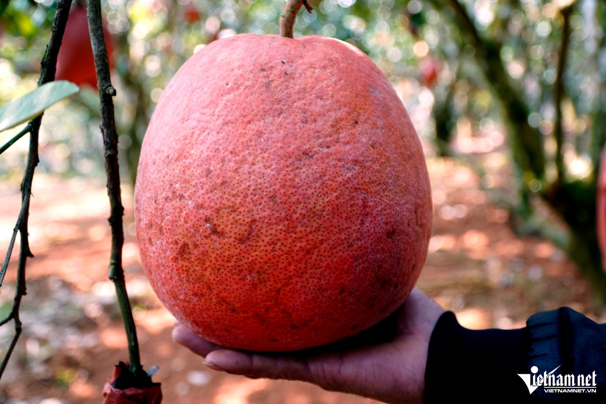 Lão nông trở thành “vua bưởi” nhờ hai cây bưởi của bố vợ cho - Hình 3 Lao nong tro thanh “vua buoi” nho hai cay buoi cua bo vo cho-Hinh-3