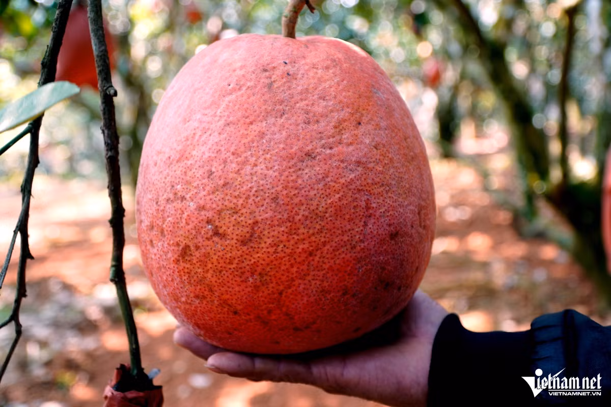 Lao nong tro thanh “vua buoi” nho hai cay buoi cua bo vo cho-Hinh-3