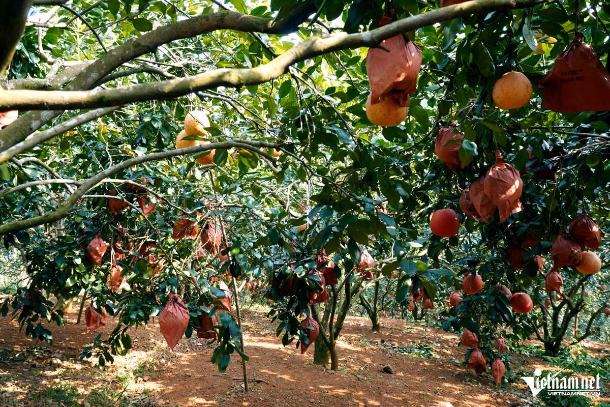 Lao nong tro thanh “vua buoi” nho hai cay buoi cua bo vo cho-Hinh-2