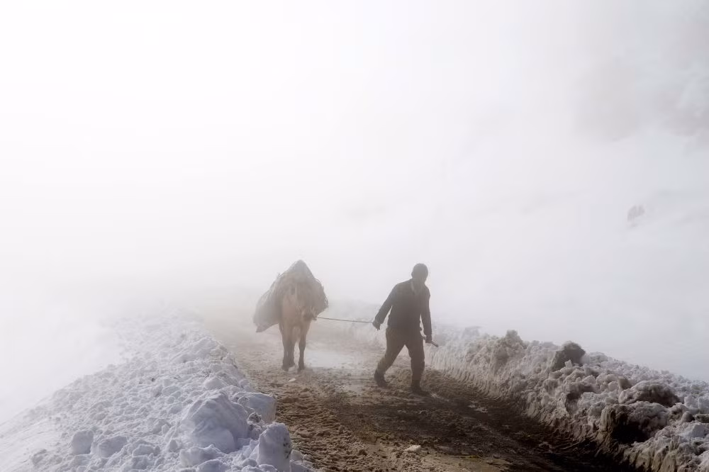 Người đàn ông dắt gia súc của mình rời núi vào một ngày tiết trời đông ở Iran. Ảnh Sputnik