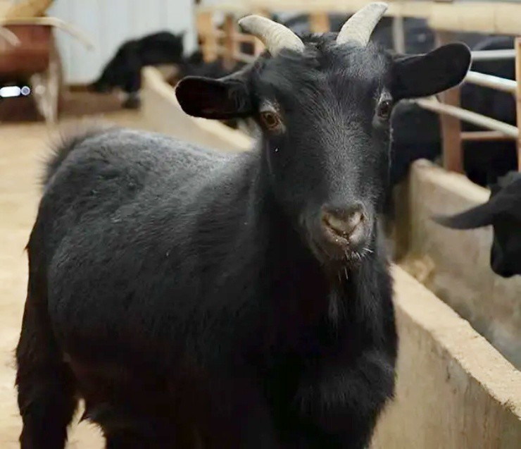 Nuôi loài dê đặc biệt, giờ đút túi hàng chục tỷ mỗi năm - Hình 5 Nuoi loai de dac biet, gio dut tui hang chuc ty moi nam-Hinh-5